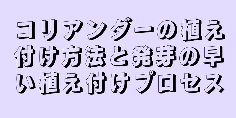コリアンダーの植え付け方法と発芽の早い植え付けプロセス
