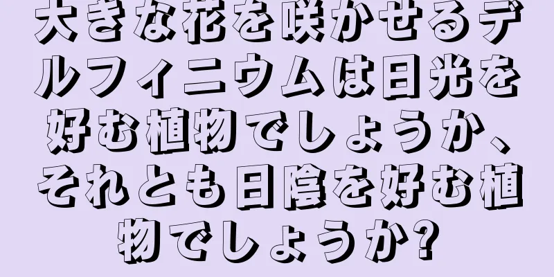 大きな花を咲かせるデルフィニウムは日光を好む植物でしょうか、それとも日陰を好む植物でしょうか?