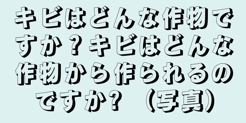 キビはどんな作物ですか？キビはどんな作物から作られるのですか? （写真）