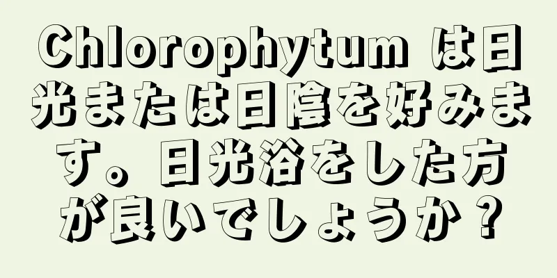 Chlorophytum は日光または日陰を好みます。日光浴をした方が良いでしょうか？
