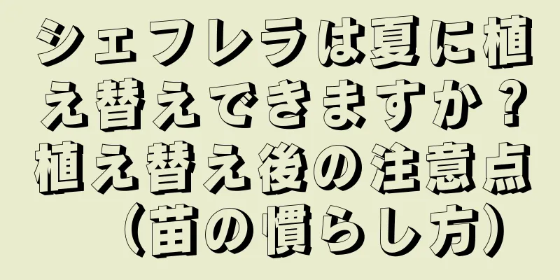 シェフレラは夏に植え替えできますか？植え替え後の注意点（苗の慣らし方）