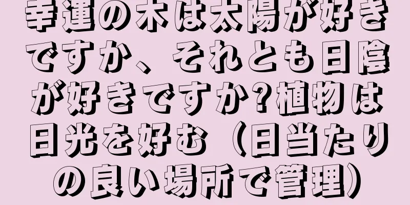 幸運の木は太陽が好きですか、それとも日陰が好きですか?植物は日光を好む（日当たりの良い場所で管理）