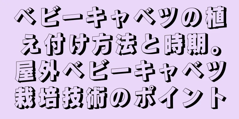 ベビーキャベツの植え付け方法と時期。屋外ベビーキャベツ栽培技術のポイント