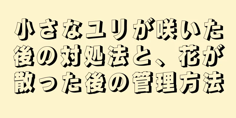 小さなユリが咲いた後の対処法と、花が散った後の管理方法