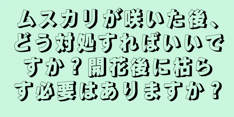 ムスカリが咲いた後、どう対処すればいいですか？開花後に枯らす必要はありますか？