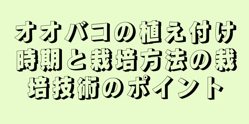 オオバコの植え付け時期と栽培方法の栽培技術のポイント