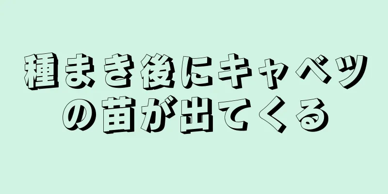 種まき後にキャベツの苗が出てくる
