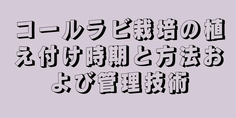 コールラビ栽培の植え付け時期と方法および管理技術