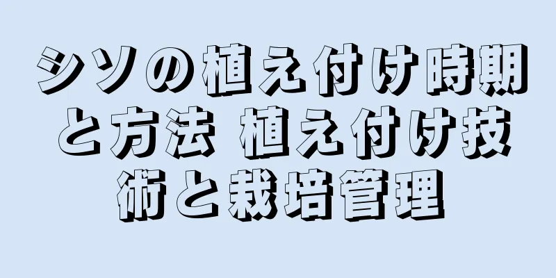 シソの植え付け時期と方法 植え付け技術と栽培管理