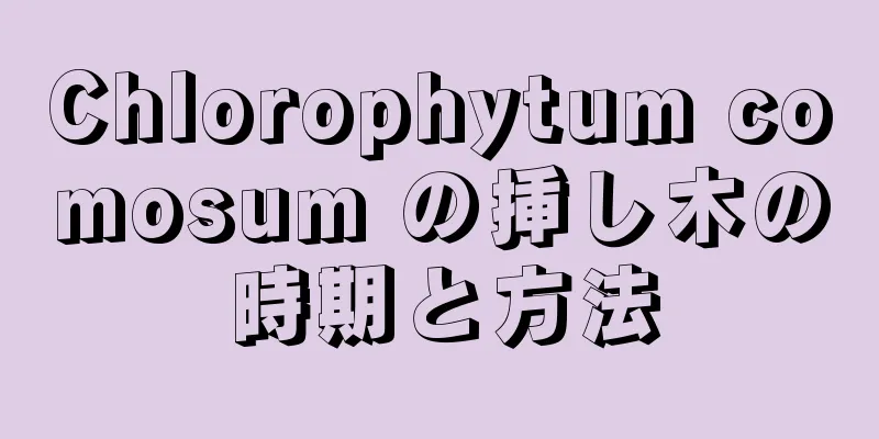 Chlorophytum comosum の挿し木の時期と方法