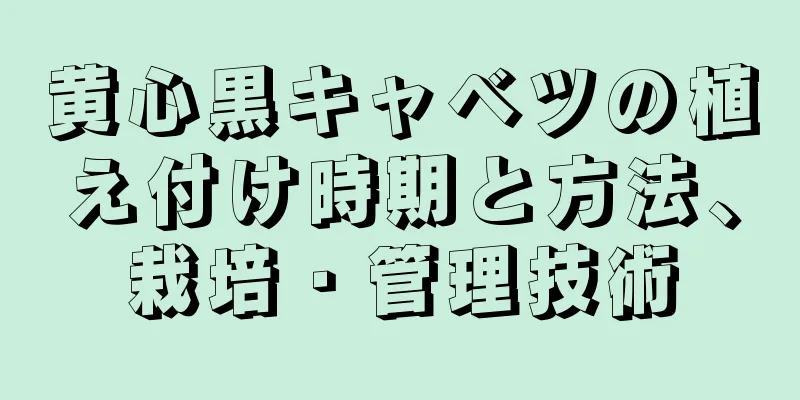 黄心黒キャベツの植え付け時期と方法、栽培・管理技術