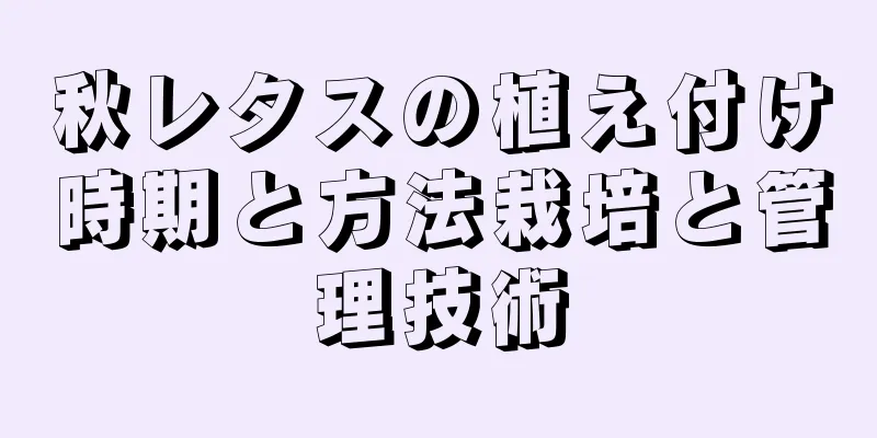 秋レタスの植え付け時期と方法栽培と管理技術
