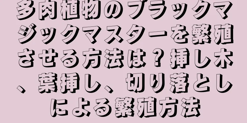 多肉植物のブラックマジックマスターを繁殖させる方法は？挿し木、葉挿し、切り落としによる繁殖方法