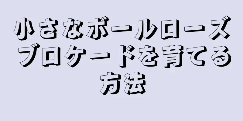 小さなボールローズブロケードを育てる方法
