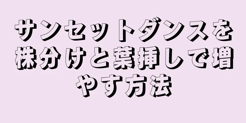 サンセットダンスを株分けと葉挿しで増やす方法