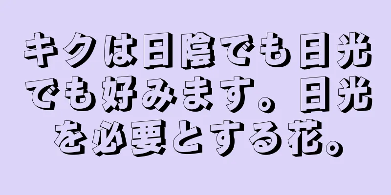 キクは日陰でも日光でも好みます。日光を必要とする花。