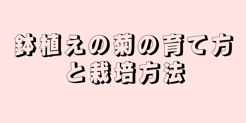 鉢植えの菊の育て方と栽培方法
