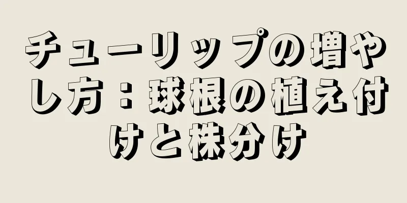 チューリップの増やし方：球根の植え付けと株分け