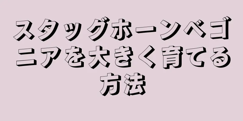 スタッグホーンベゴニアを大きく育てる方法