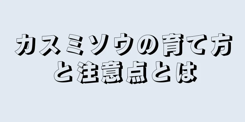 カスミソウの育て方と注意点とは