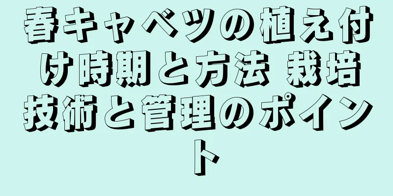 春キャベツの植え付け時期と方法 栽培技術と管理のポイント