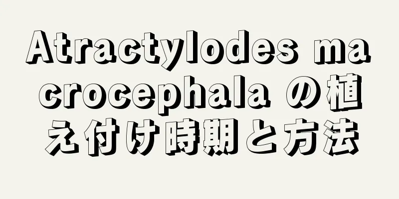Atractylodes macrocephala の植え付け時期と方法