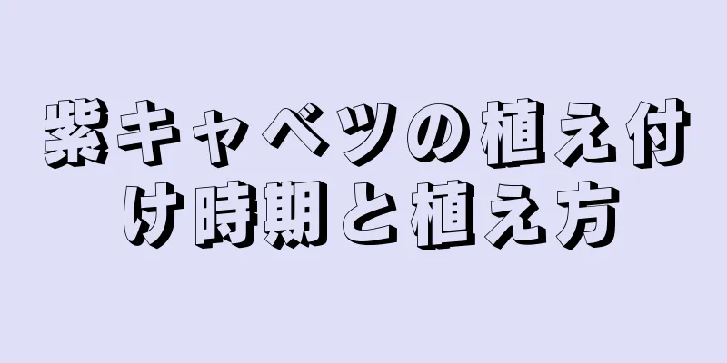 紫キャベツの植え付け時期と植え方