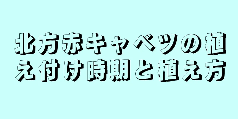 北方赤キャベツの植え付け時期と植え方