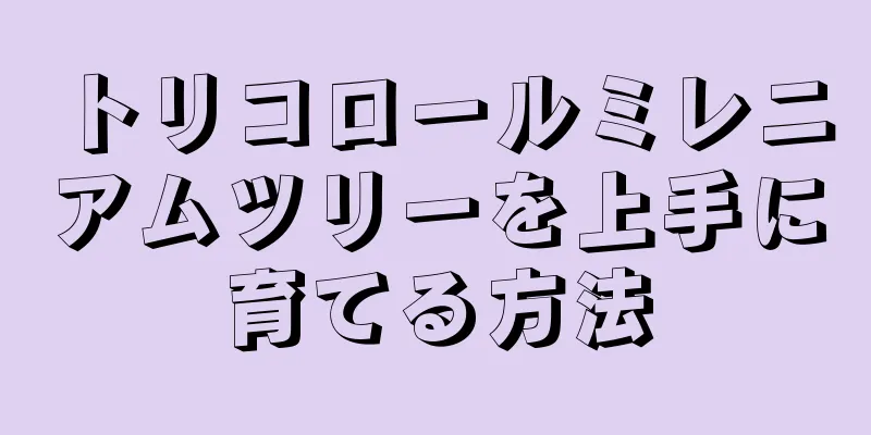 トリコロールミレニアムツリーを上手に育てる方法