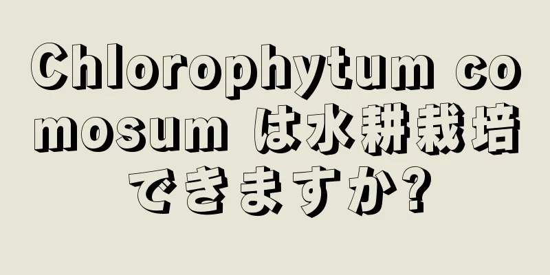 Chlorophytum comosum は水耕栽培できますか?