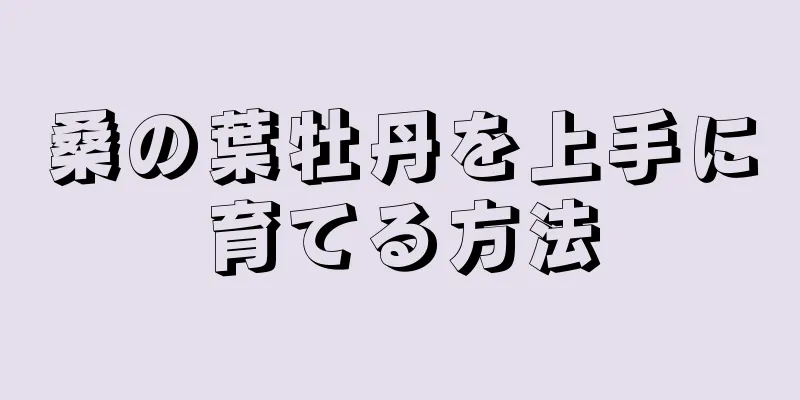 桑の葉牡丹を上手に育てる方法