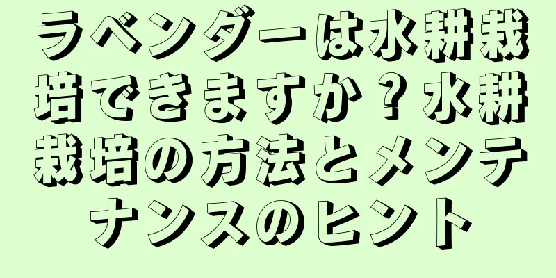 ラベンダーは水耕栽培できますか？水耕栽培の方法とメンテナンスのヒント