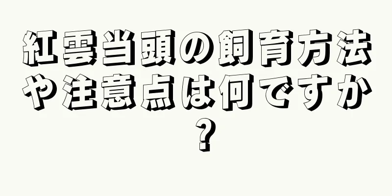 紅雲当頭の飼育方法や注意点は何ですか？