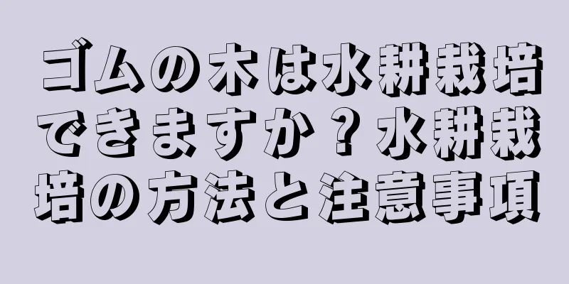 ゴムの木は水耕栽培できますか？水耕栽培の方法と注意事項