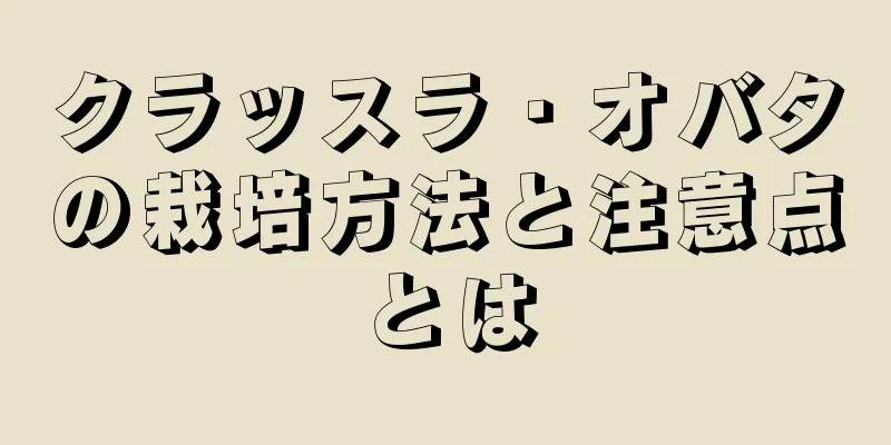 クラッスラ・オバタの栽培方法と注意点とは