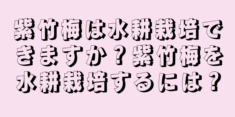 紫竹梅は水耕栽培できますか？紫竹梅を水耕栽培するには？