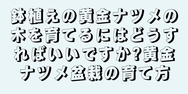 鉢植えの黄金ナツメの木を育てるにはどうすればいいですか?黄金ナツメ盆栽の育て方