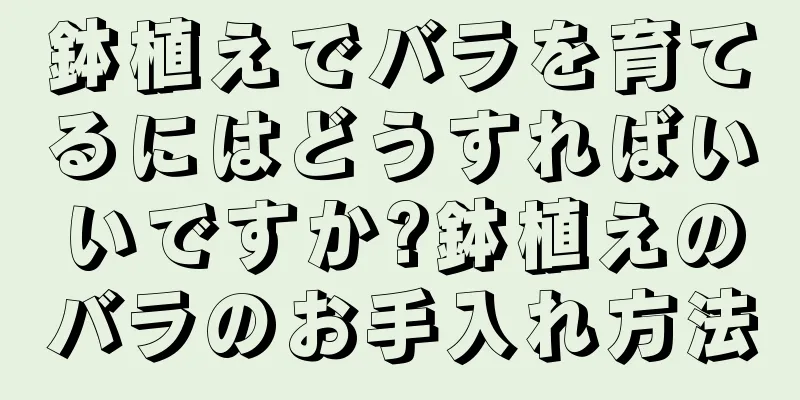 鉢植えでバラを育てるにはどうすればいいですか?鉢植えのバラのお手入れ方法