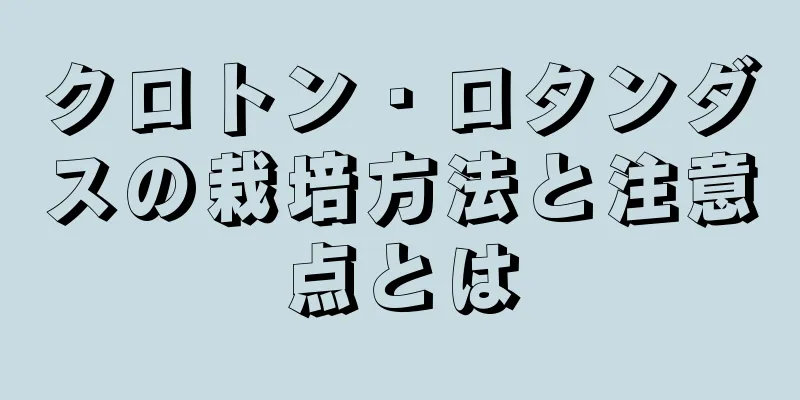 クロトン・ロタンダスの栽培方法と注意点とは