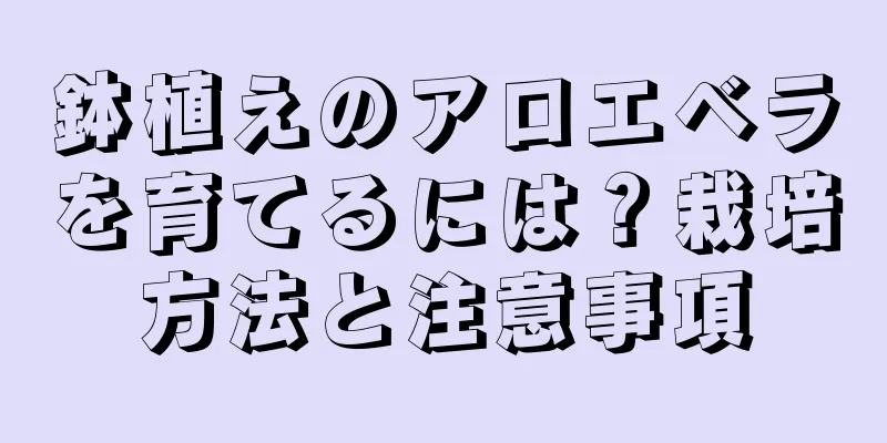 鉢植えのアロエベラを育てるには？栽培方法と注意事項