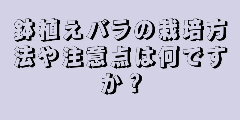 鉢植えバラの栽培方法や注意点は何ですか？