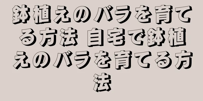 鉢植えのバラを育てる方法 自宅で鉢植えのバラを育てる方法