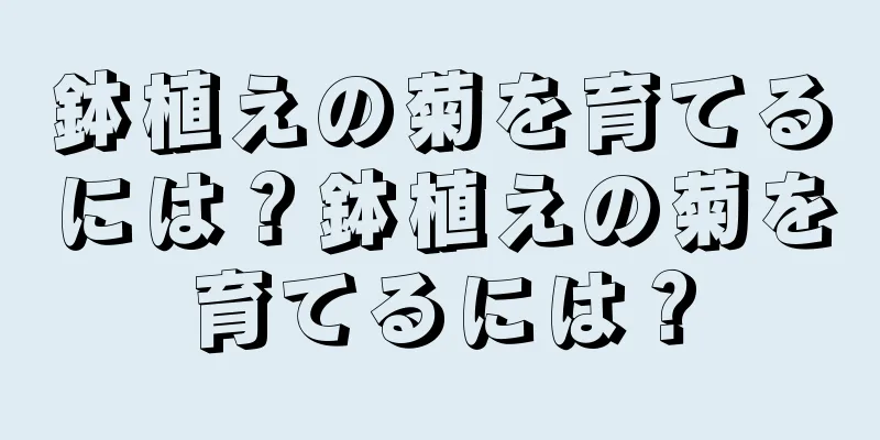 鉢植えの菊を育てるには？鉢植えの菊を育てるには？