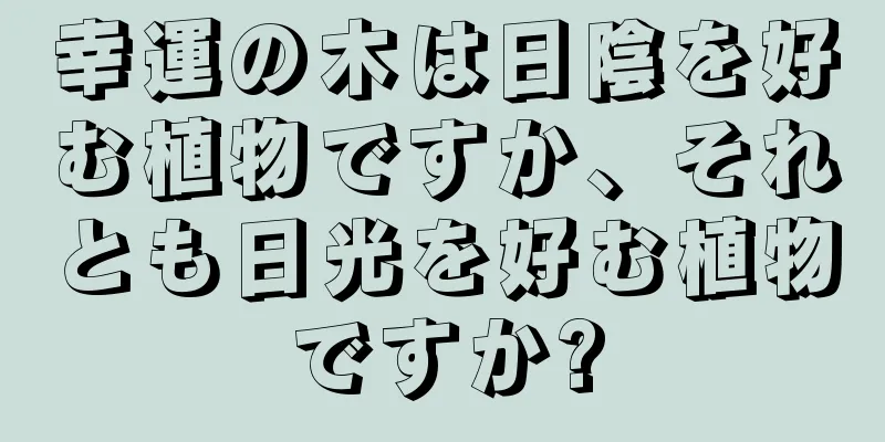 幸運の木は日陰を好む植物ですか、それとも日光を好む植物ですか?