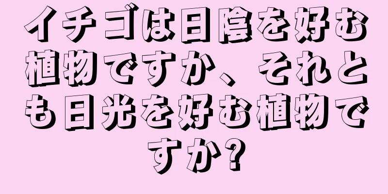 イチゴは日陰を好む植物ですか、それとも日光を好む植物ですか?