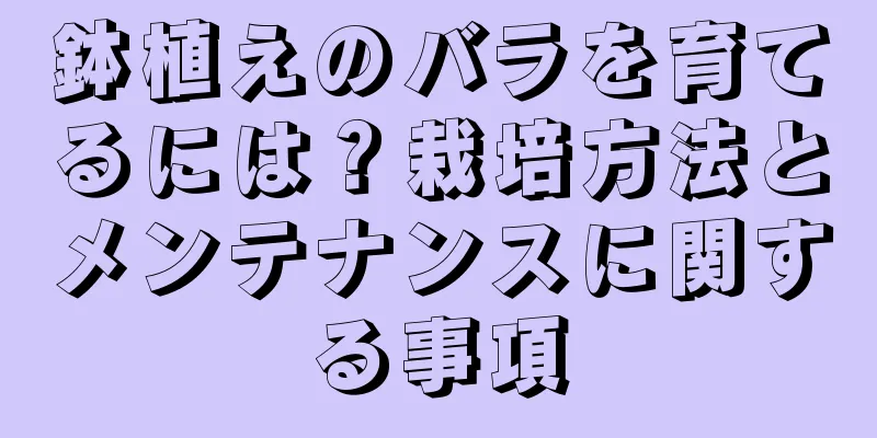 鉢植えのバラを育てるには？栽培方法とメンテナンスに関する事項