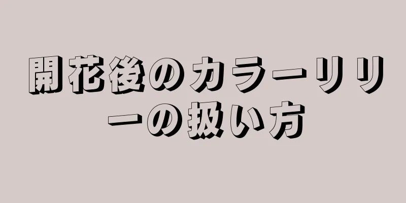 開花後のカラーリリーの扱い方