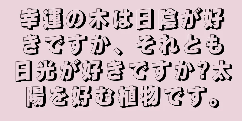 幸運の木は日陰が好きですか、それとも日光が好きですか?太陽を好む植物です。