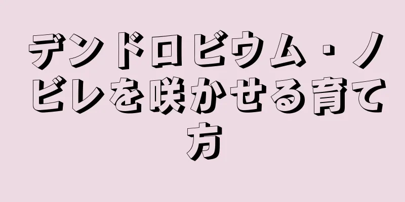 デンドロビウム・ノビレを咲かせる育て方