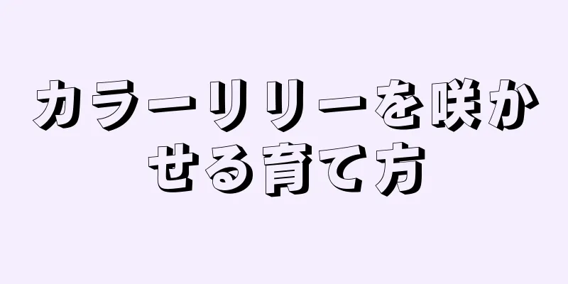 カラーリリーを咲かせる育て方